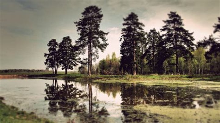 Errol Musk's Net Worth in 2023: How Did He Accumulate $2.5 Million Amid Controversies? - SarkariResult