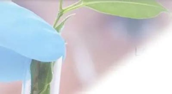 Honkai Star Rail Dan Heng: Star Rail Imbibitor Lunae Build Guide - SarkariResult