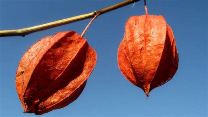 Beenie Man engaged to partner Camille Lee - SarkariResult