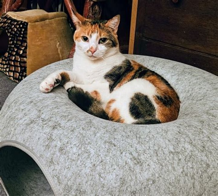 Maxx Morando Parents, Meet Father Dan And Mother Amy Morando - SarkariResult