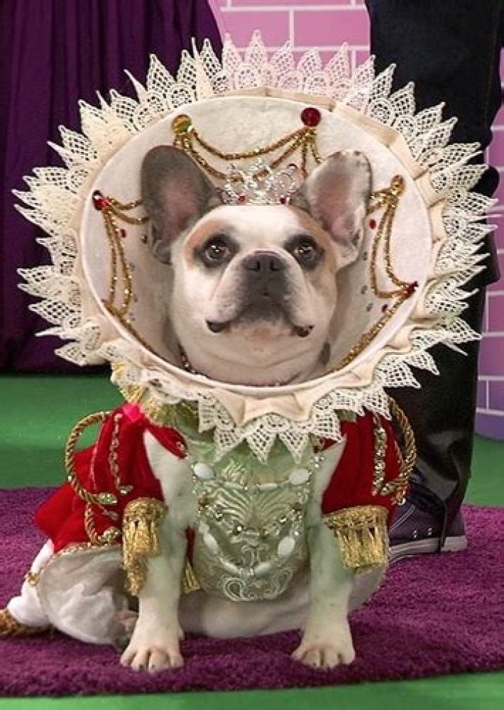 Brigitte the Dog Net Worth