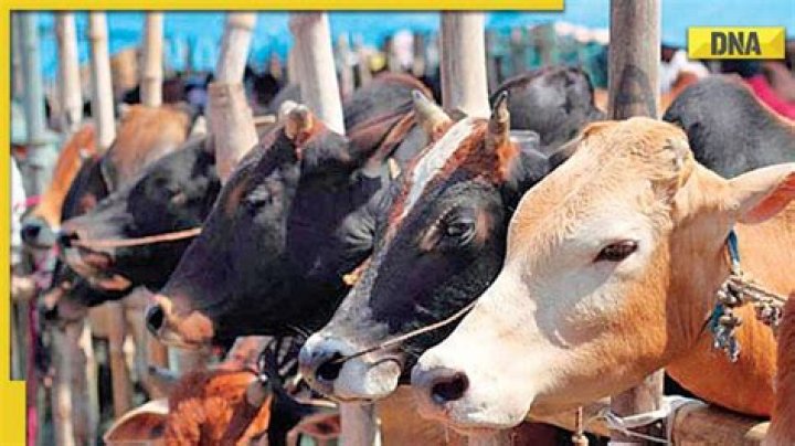 
Cattle smuggling: CBI suspects proceeds being invested in gold 
