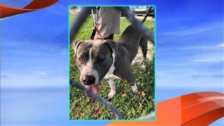 
“Nobody tried to help that man”: San Antonio pitbull attack video leaves internet horrified 