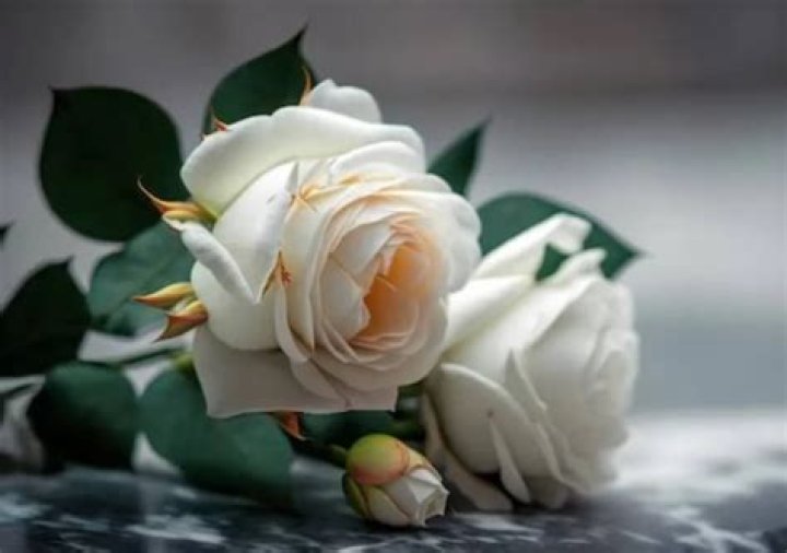 Sonia Azizi Obituary And Death Cause: Family Mourns The Loss