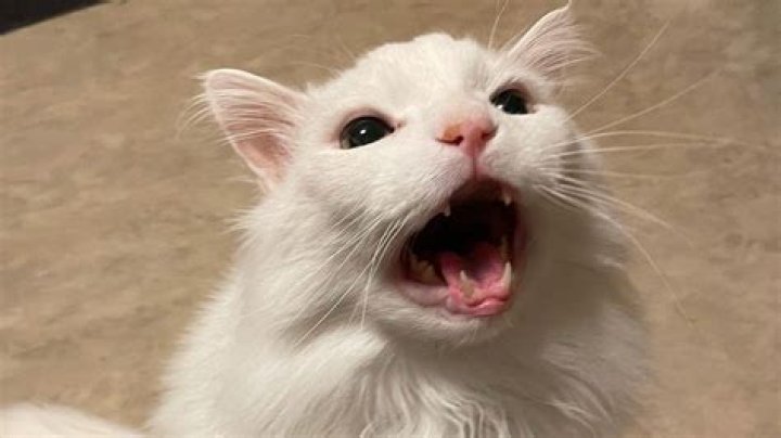 Thurston Waffles Cause Of Death: What Happened? – We Explain