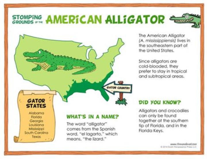 What do american alligators eat in the everglades