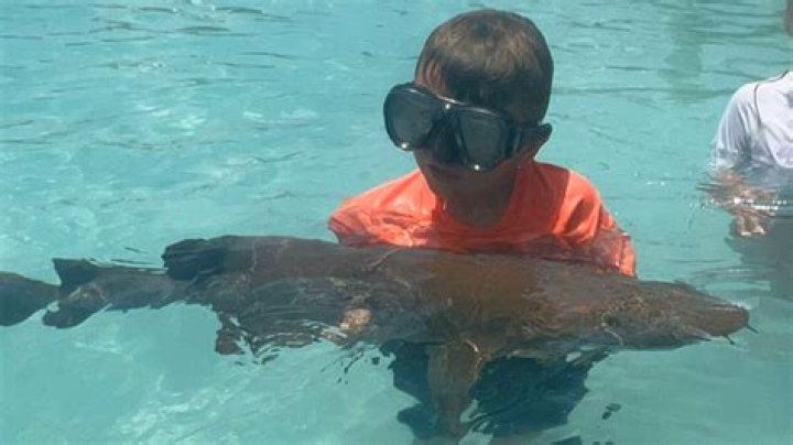 
What Happened To 8-Year-Old Finley Downer? As Seen In The Bahamas Shark Attack Video? 