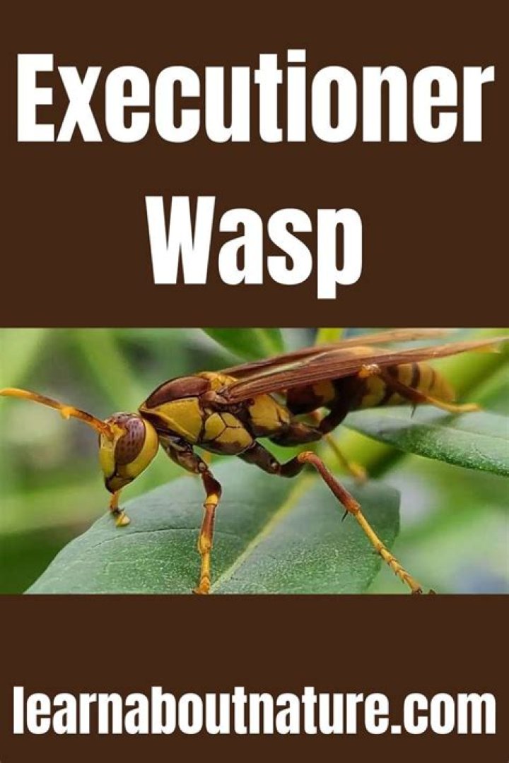 
Where does the executioner wasp live? 